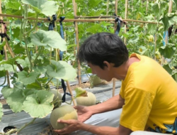Petani Pangandaran Sulap Lahan Gersang Jadi Kebun Melon, Panen 1,5 Ton dan Buka Wisata Petik