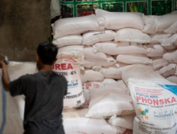 Pupuk Subsidi untuk Petani Harus Tepat Sasaran, Ini Prinsip 6T yang Perlu Diketahui