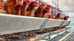 Ayam Sehat, Telur Aman: Langkah Sederhana Peternak Desa Mencegah Penyakit Unggas