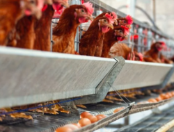 Ayam Sehat, Telur Aman: Langkah Sederhana Peternak Desa Mencegah Penyakit Unggas