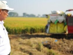 Produksi Beras Naik 0,12 Persen, Ancaman El Niño Mulai Diantisipasi