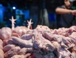 Kementan Dorong Koperasi Peternak Lawan Tengkulak lewat Distribusi 40 Ton Ayam Afkir