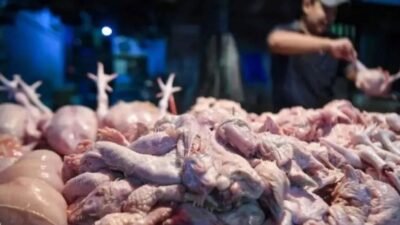Kementan Dorong Koperasi Peternak Lawan Tengkulak lewat Distribusi 40 Ton Ayam Afkir