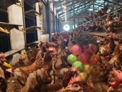 Kementan Dorong Peternakan Ayam Cage-Free