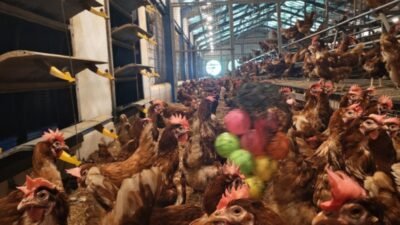Kementan Dorong Peternakan Ayam Cage-Free