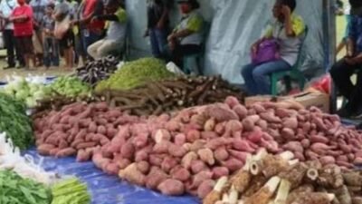 Papua: Fondasi Baru Ketahanan Pangan Nasional — Swasembada dari Akar Lokal