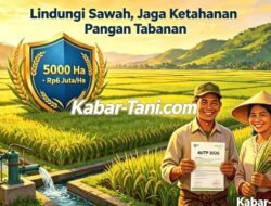 5.000 Hektare Sawah Tabanan Dilindungi AUTP 2026