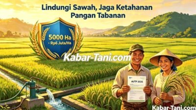 5.000 Hektare Sawah Tabanan Dilindungi AUTP 2026