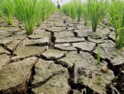 3.048 Hektare Sawah Luwu Terancam Kekeringan