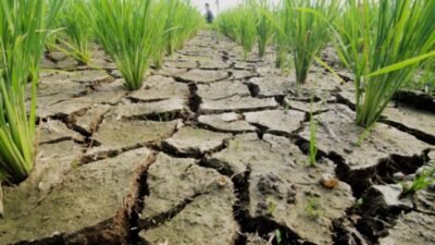 3.048 Hektare Sawah Luwu Terancam Kekeringan