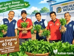 Warga Binaan Lapas Batulicin Panen 40 Kg Kangkung