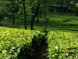 Harga Tencha Melonjak 220 Persen, El Niño Kini Mengancam Pasokan Matcha