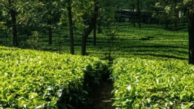Harga Tencha Melonjak 220 Persen, El Niño Kini Mengancam Pasokan Matcha