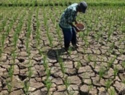 311,8 Hektare Sawah Tangerang Terancam Puso