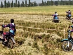 Balap Ojek Gabah Panen Raya di Lamongan