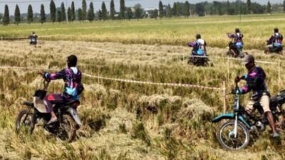 Balap Ojek Gabah Panen Raya di Lamongan