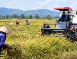 Bangka Selatan Surplus Beras, Produksi 2025 Capai 26.507 Ton