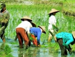 ADB: El Nino Tekan Ekonomi Asia hingga 2027