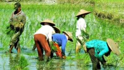 ADB: El Nino Tekan Ekonomi Asia hingga 2027