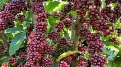 Harga Kopi Dunia Naik Tajam, Arabika dan Robusta Kembali Menguat