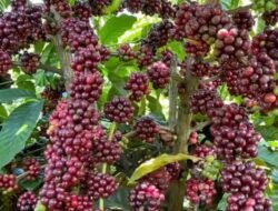 Harga Kopi Dunia Naik Tajam, Arabika dan Robusta Kembali Menguat