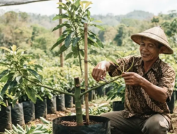 10 Cara Membuat Pohon Alpukat Cepat Bercabang Sejak Kecil, Jangan Asal Pangkas
