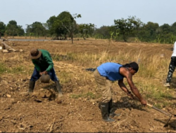 10 Napi Lapas Karawang Garap Lahan Kodim, Tanam Jagung untuk Dukung Ketahanan Pangan