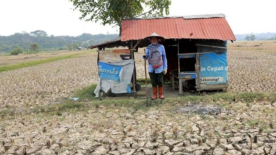 Kekeringan Prambanan Sleman, 200 Hektare Lahan Pertanian Bero