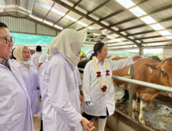 Mentan Amran Tegas: Peternak Mampu Produksi Susu, Pemerintah Tak Akan Impor