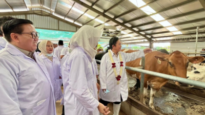 Mentan Amran Tegas: Peternak Mampu Produksi Susu, Pemerintah Tak Akan Impor