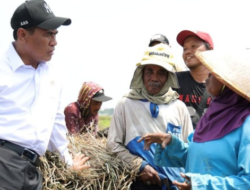 NTP September 2026 Tembus 131,11, Harga Gabah hingga Cabai Dorong Kesejahteraan Petani