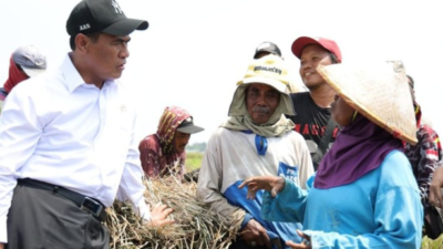 NTP September 2026 Tembus 131,11, Harga Gabah hingga Cabai Dorong Kesejahteraan Petani