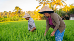 AAUI Kembangkan Asuransi Pertanian Parametrik di Bali untuk Hadapi Cuaca Ekstrem