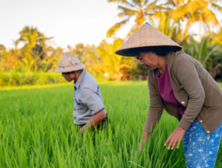 AAUI Kembangkan Asuransi Pertanian Parametrik di Bali untuk Hadapi Cuaca Ekstrem