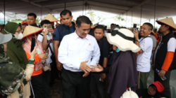 Singkong Lampung Tembus Rp3.000 per Kilogram, Apa Dampaknya bagi Petani?