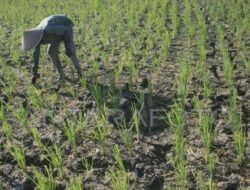 Kekeringan Picu Gagal Panen 71,48 Hektare Sawah di Rembang dan Brebes