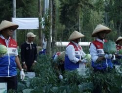 Panas Bumi Pertamina Bantu Petani Kamojang Panen 70 Ton Kubis