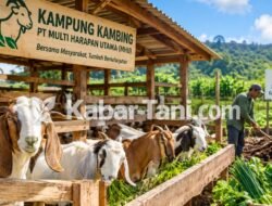 Kampung Kambing MHU di Kukar Tekan Penggunaan Pupuk Kimia hingga 75 Persen
