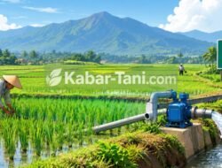 Tanah Datar Targetkan IP Padi 3 Kali Setahun
