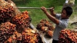 BPDP Bina 5.000 Penerima Beasiswa Perkebunan
