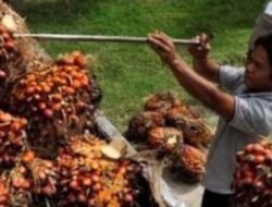 BPDP Bina 5.000 Penerima Beasiswa Perkebunan
