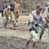 IPB Uji Padi Hemat Air di Merauke