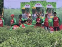 Hadapi Ancaman El Nino, Benih Cabai Tahan Penyakit Jadi Andalan Petani