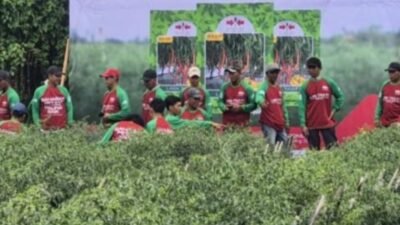 Hadapi Ancaman El Nino, Benih Cabai Tahan Penyakit Jadi Andalan Petani