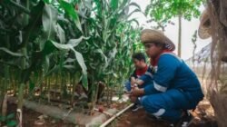 Limbah Pertanian di Tuban Disulap Jadi Briket, Omzet Capai Rp720 Juta
