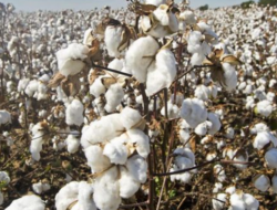El Niño Mengancam Produksi Kapas Dunia, Indonesia Bisa Terdampak