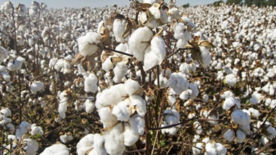 El Niño Mengancam Produksi Kapas Dunia, Indonesia Bisa Terdampak