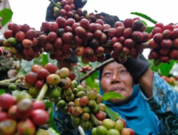 Indonesia Kaya Hasil Pertanian, Mengapa Nilai Tambah Petani Masih Jadi Tantangan?