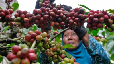 Indonesia Kaya Hasil Pertanian, Mengapa Nilai Tambah Petani Masih Jadi Tantangan?