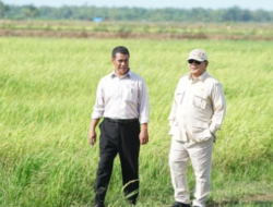 Stok Beras Indonesia 4,56 Juta Ton, Rekor Tertinggi?